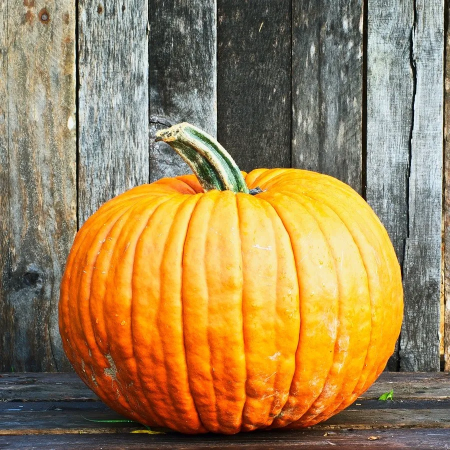 A pumpkin in front of a fence